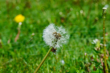 Beautiful fluffy dandelion with seeds under the rain against the green grass