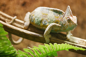 Chamaeleo calyptratus - An adult veiled chameleon,also known as the cone-head chameleon or Yemen chameleon, crawling on a branch inside a natural looking terrarium. It's tail is curled around a stick.