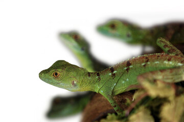 Basiliscus plumifrons - A couple of cute baby green basilisks, also known as double crested basilisk, or Jesus Christ lizard, Only the first out of 4 reptiles is sharp on the isolated white background