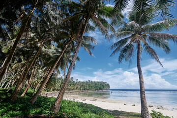 Tropical beach with coconut palm trees.