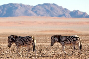 Fototapeta na wymiar Zebras Walking On Desert Field Against Rocky Mountains