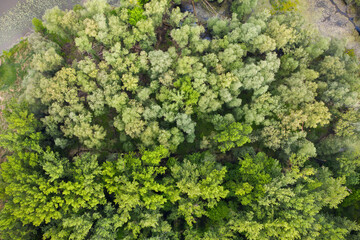 Drone capture of vigorous lakeside vegetation and greenery. Aerial top view of a grove at the edge of a lake. Floodplain forest in summer.