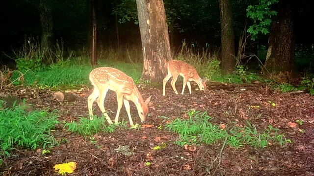 beautiful fawns in forest