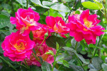 Red rose flower blooming in roses garden on background red roses flowers.