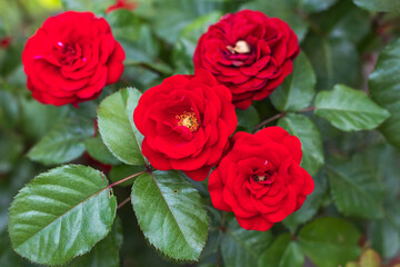 Red rose flower blooming in roses garden on background red roses flowers.