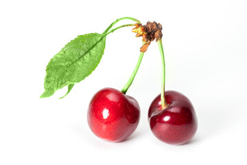 Two perfect sweet cherries with cherry leaf isolated on a white background.