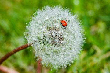 Beautiful fluffy dandelion with rain drops and ladybug against the green grass