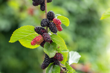 The fruit of black mulberry - mulberry tree