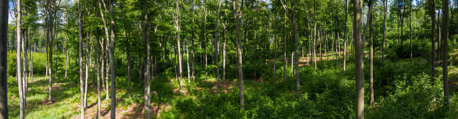 Beech woods panorama with abundant greenery and sun shining on the forest floor. European greenwood...