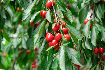 Sweet cherry red berries on a tree branch close up