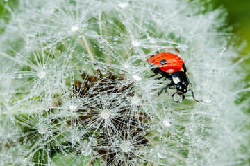 Beautiful fluffy dandelion with rain drops and ladybug against the green grass