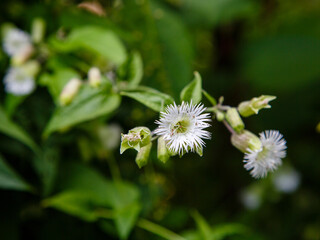 Silene fimbriata in natural background