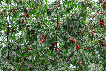 Sweet cherry red berries on a tree branch