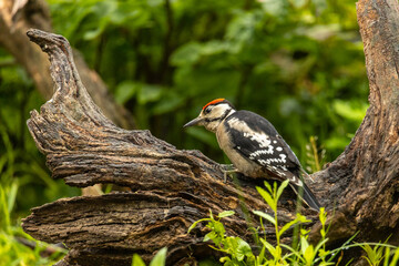 Male great spotted woodpecker on a three in a forest.