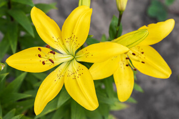 Lily, Lily at the cottage in the garden. Close-up. white lilies.