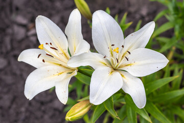 Lily, Lily at the cottage in the garden. Close-up. white lilies.