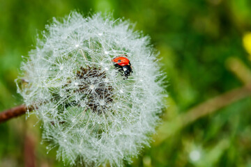 Beautiful fluffy dandelion with rain drops and ladybug against the green grass