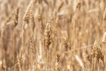 Fields of wheat at the end of summer fully ripe