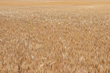 Fields of wheat at the end of summer fully ripe