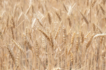 Mature golden wheat in the wheat field