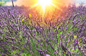 Lavender flower, selective and soft focus on lavender flowers.