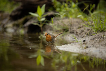 European robin bird standing in the water with his refelection in the water 
