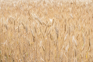 Gold Wheat Field. Beautiful Nature Sunset Landscape. Background of ripening ears of meadow wheat field.