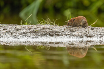 Mouse looking for food. Mouse at the river.