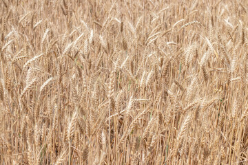 Fields of wheat at the end of summer fully ripe