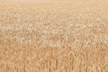 Fields of wheat at the end of summer fully ripe