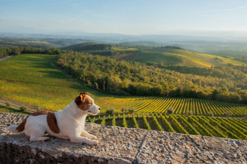 travel dog. Jack Russell Terrier looks at the landscape in Tuscany.