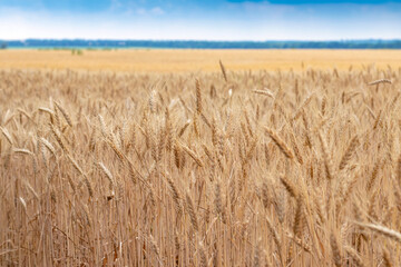 Golden wheat field with blue sky in background