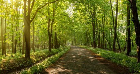 Rays of light fall through a canopy of leaves onto an old road underneath. Bear's garlic blooming alongside a forest road surrounded by trees.