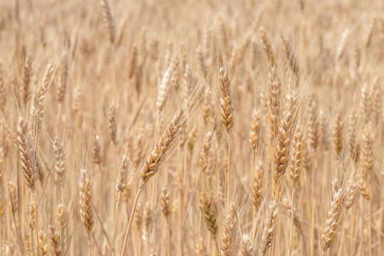 Gold Wheat Field. Beautiful Nature Sunset Landscape. Background of ripening ears of meadow wheat field. © eliosdnepr