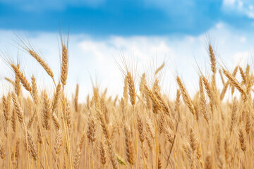 Golden wheat field with blue sky in background