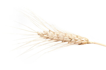 Spikelets of wheat. isolated on white background