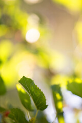 Natural blurred summer background with mulberry slots. Vertical format. Use as a screensaver in your gadget design.