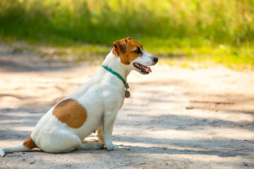 Happy female Jack Russell Terrier sitting on a forest trail with open mouth from the heat on a sunny day. horizontal format