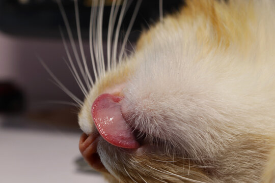 close up of a cat  with tongue