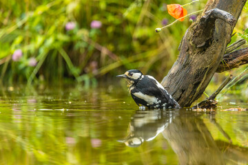 Female great spotted woodpecker (Dendrocopos major) washing in the water