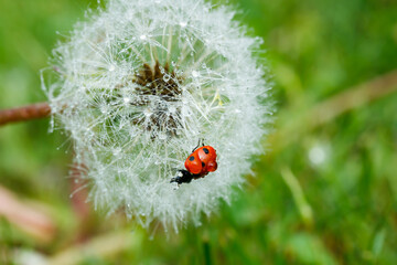 Beautiful fluffy dandelion with rain drops and ladybug against the green grass