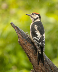 Male great spotted woodpecker on a branch in a forest.
