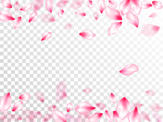 Japanese cherry blossom pink flying petals