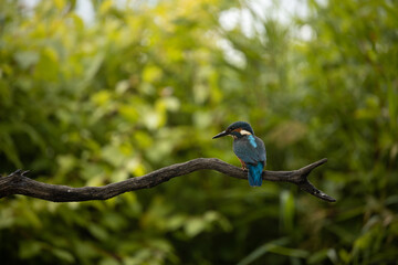 Common kingfisher (Alcedo atthis) is sitting on a branch	
