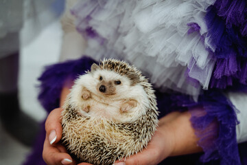 a child holds a hedgehog in his hands, a small pet hedgehog