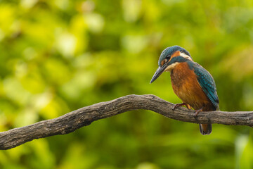 Common European Kingfisher (Alcedo atthis) hunting for fish perched on a stick