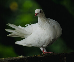 white dove in the park