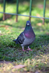 pigeon on the green grass in the park