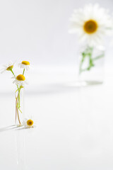 Beautiful chamomiles or daisy flowers in glass vase on white table. Floral composition in home interior. Festive background, alternative medicine, herbal, beauty concept