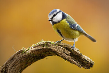 Fototapeta premium Cute eurasian blue tit, cyanistes caeruleus, sitting on branch in nature. Small bird with blue wings and yellow belly resting on bough. Colorful songbird in autumn.